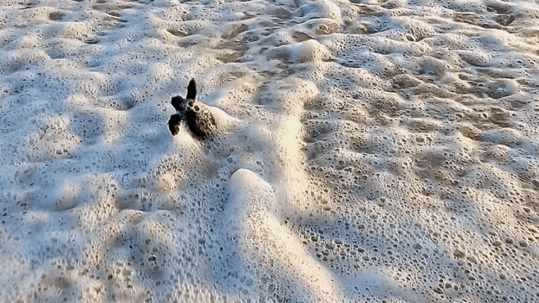 Baby sea turtle surfs its way into the ocean