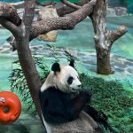 Panda at the Taipei Zoo