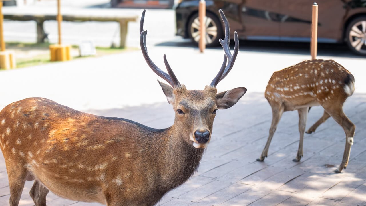 Two deer in Nara, Japan