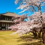 Cherry blossoms in front of a temple in Nara, Japan