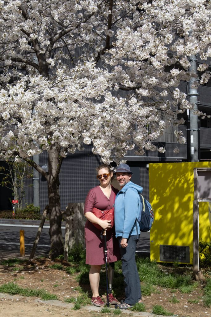 Cherry tree in full blossom, with a woman with a prosthetic leg and a man, in Japan