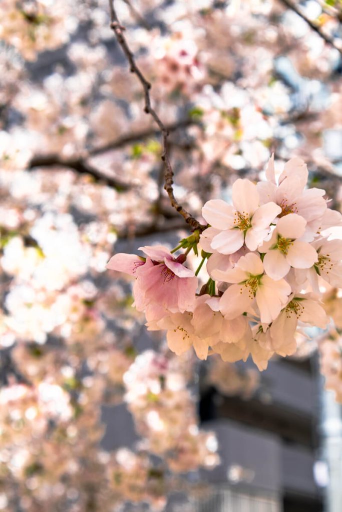 Closeup of white and pink cherry blossoms in full bloom