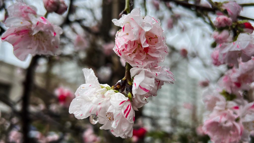 Closeup of white and pink cherry blossoms in full bloom