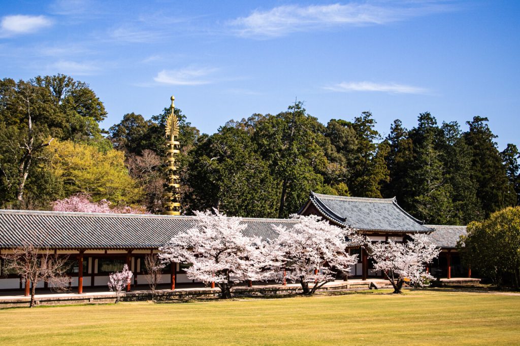 Cherry trees along a temple complex in Nara, Japan