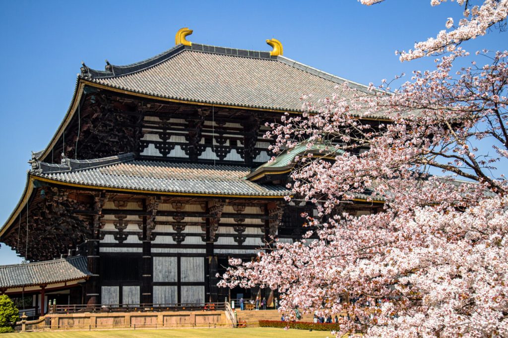 Cherry tree in full blossom in front of temple in Japan