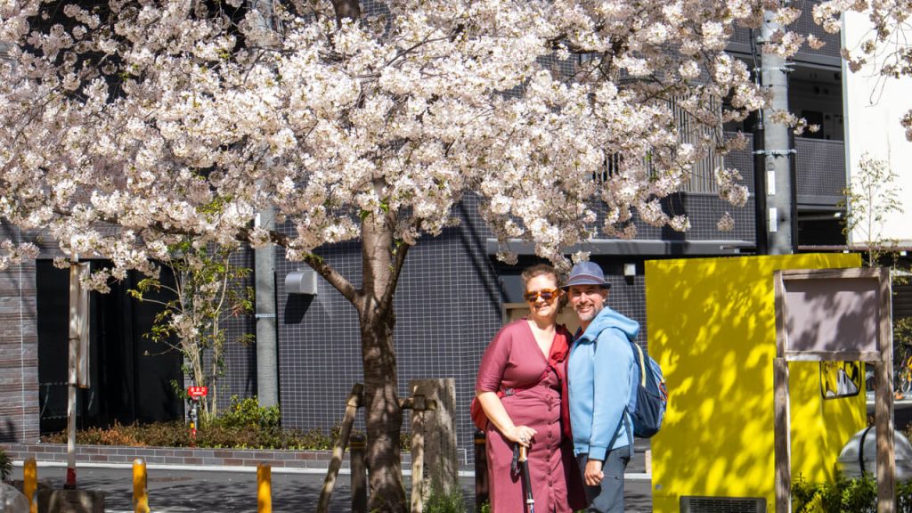 Cherry tree in full blossom, with a woman with a prosthetic leg and a man, in Japan