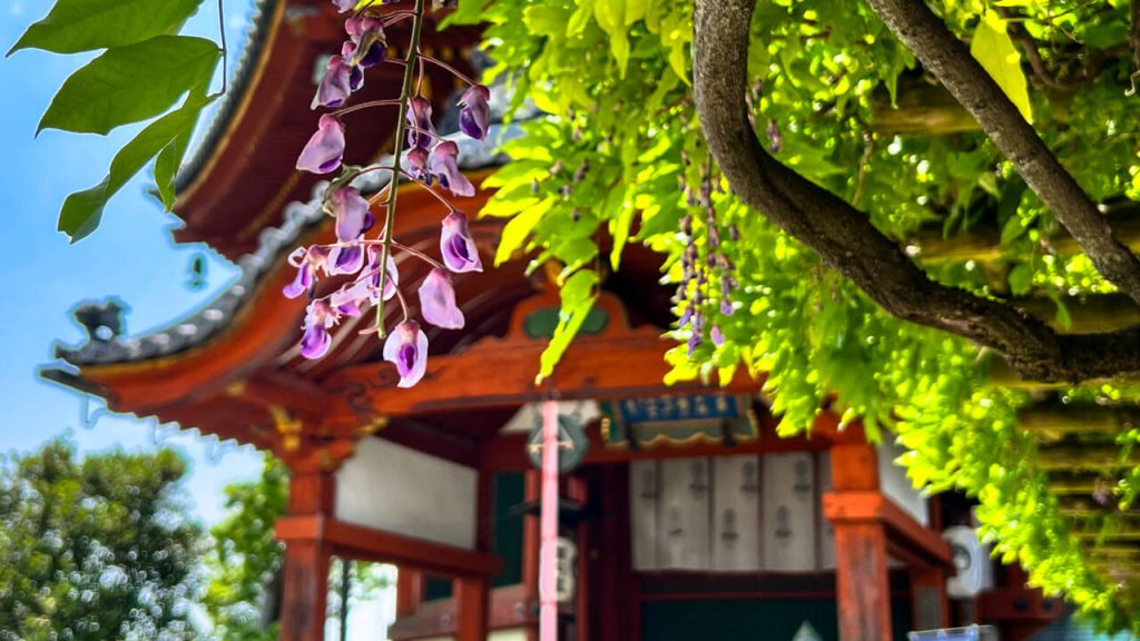 Spring wisteria at the Kofukiji Temple complex in Nara, Japan